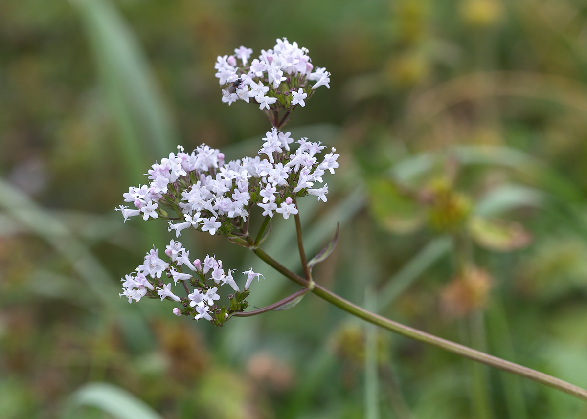 Изображение особи Valeriana sambucifolia.