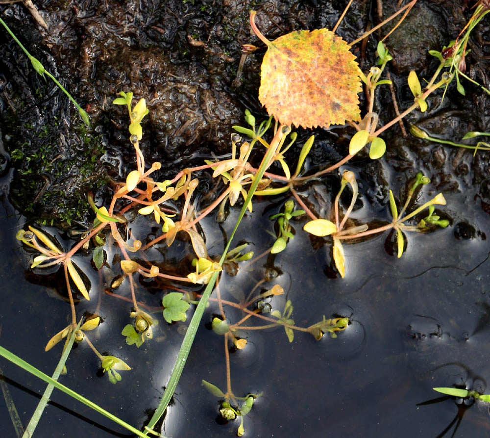 Изображение особи Montia fontana.