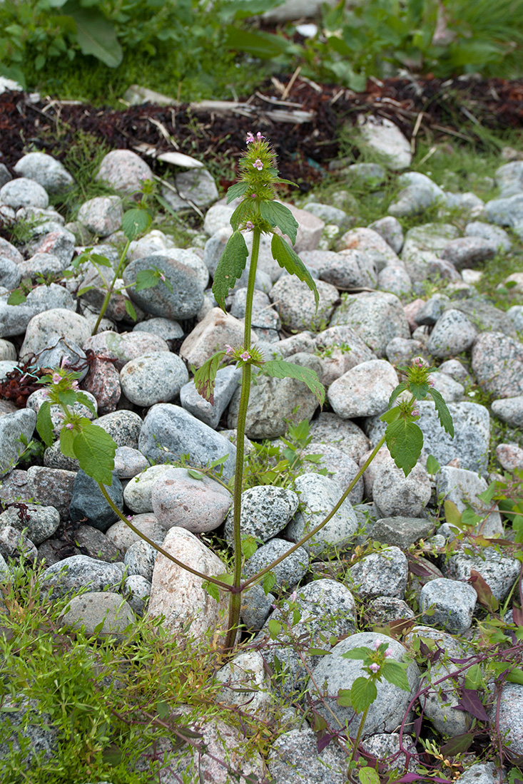 Image of Galeopsis tetrahit specimen.