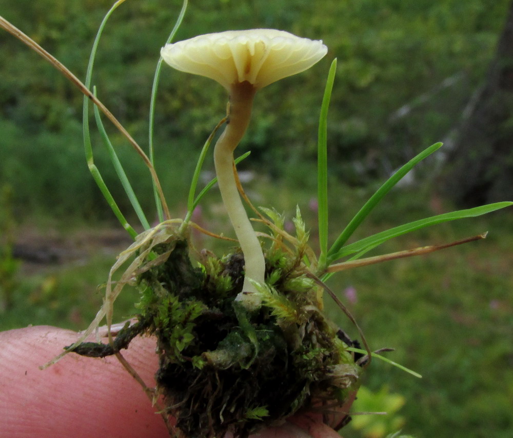 Изображение особи Lichenomphalia umbellifera.