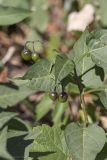 Solanum dulcamara. Верхушка растения с незрелыми плодами. Саратов, Октябрьское ущелье. 06.09.2014.