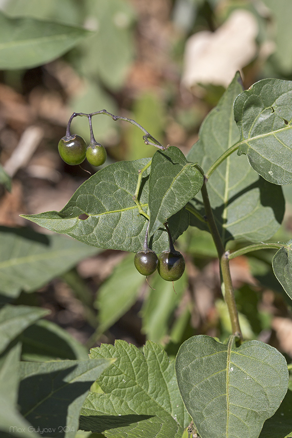 Изображение особи Solanum dulcamara.