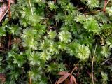 Rhodobryum roseum