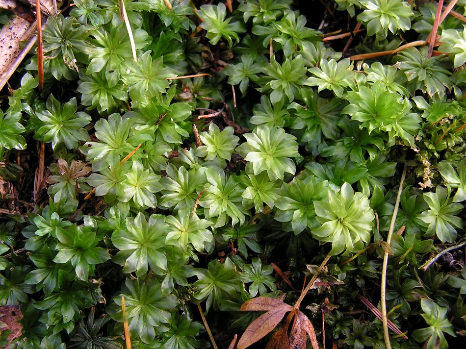 Изображение особи Rhodobryum roseum.