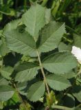 genus Rosa. Лист. Украина, г. Запорожье, балка возле трассы на Васильевку, южнее Опытной станции. 03.06.2016.
