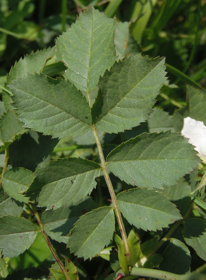 Image of genus Rosa specimen.