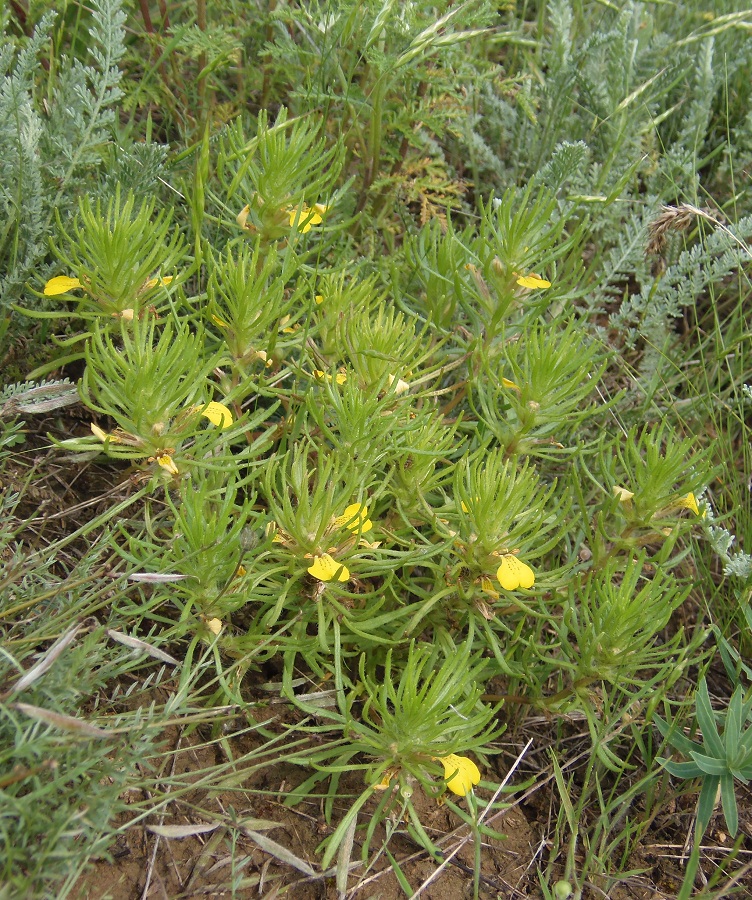 Image of Ajuga chia specimen.