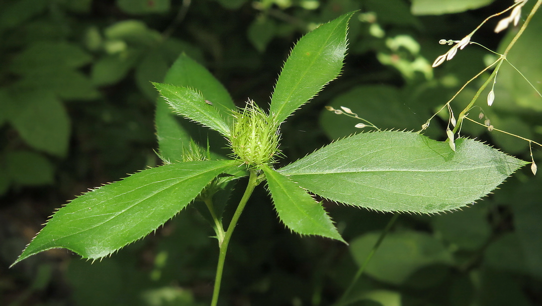 Image of Atractylodes ovata specimen.