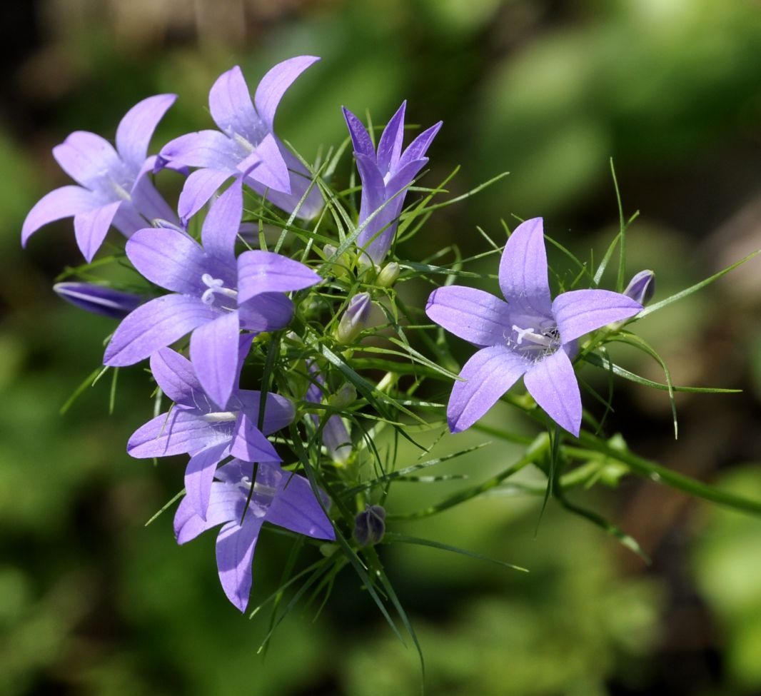 Image of genus Campanula specimen.