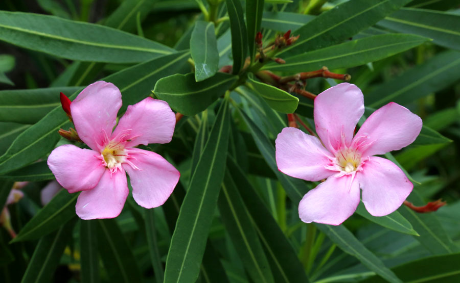 Изображение особи Nerium oleander.