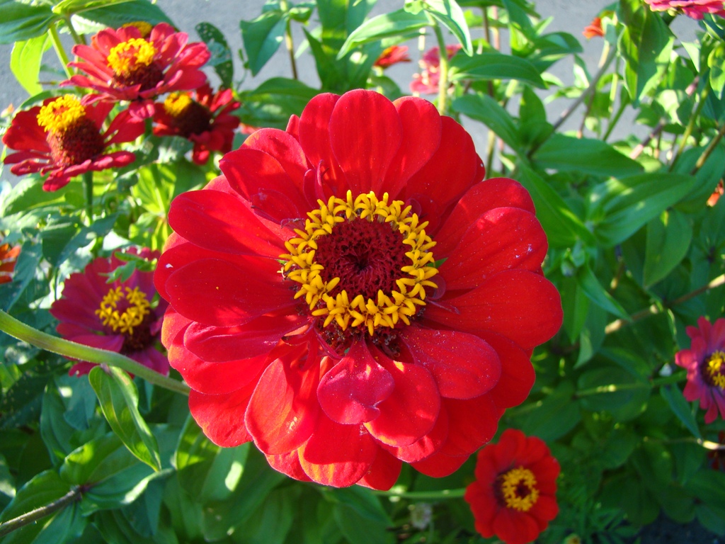 Изображение особи Zinnia elegans.