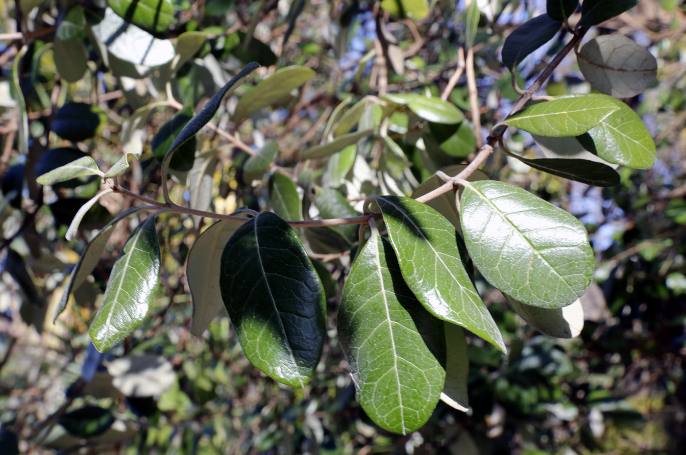 Image of Acca sellowiana specimen.