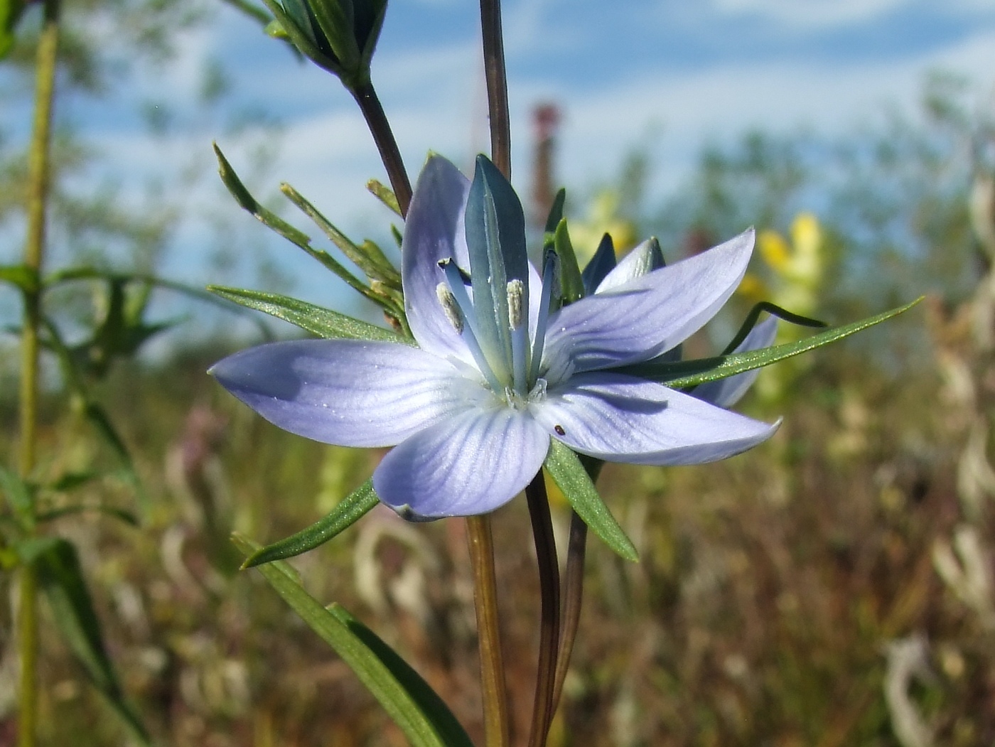 Изображение особи Lomatogonium rotatum.