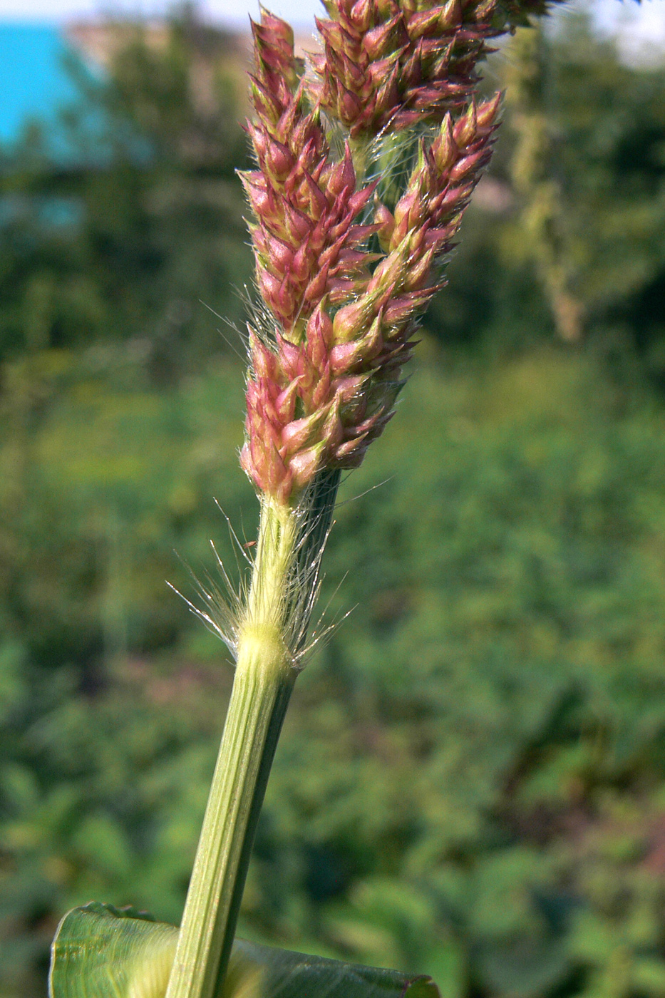 Изображение особи Echinochloa crus-galli.