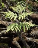 Pteridium pinetorum