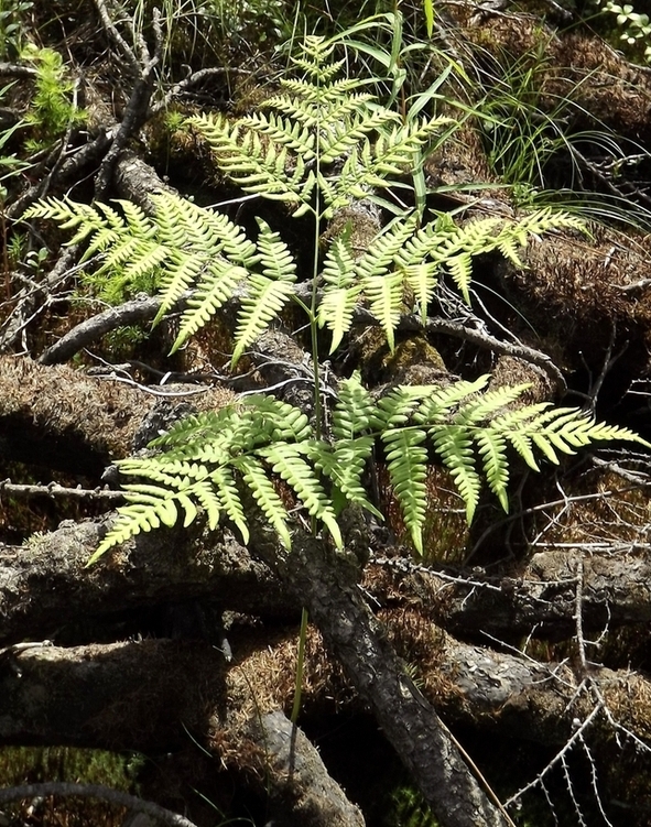 Image of Pteridium pinetorum specimen.