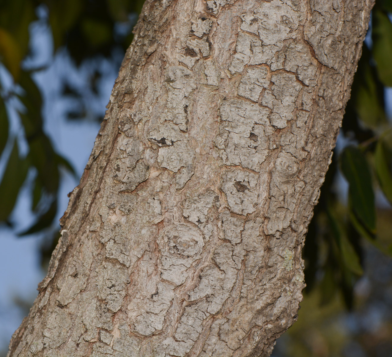 Изображение особи Quillaja brasiliensis.