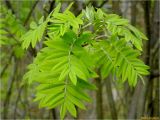 Sorbus aucuparia