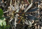 Ranunculus cassubicus. Верхушка побега с бутонами. Костромская обл., окр. пос. Козловы Горы, нижняя терраса р. Волга по границе с опушкой леса. 25.04.2017.