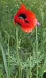 Papaver ambiguum