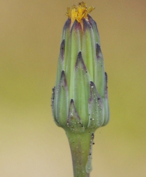 Изображение особи Hypochaeris glabra.