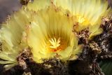 Astrophytum ornatum. Цветки. Израиль, г. Тель-Авив, ботанический сад \"Сад кактусов\". 03.05.2017.