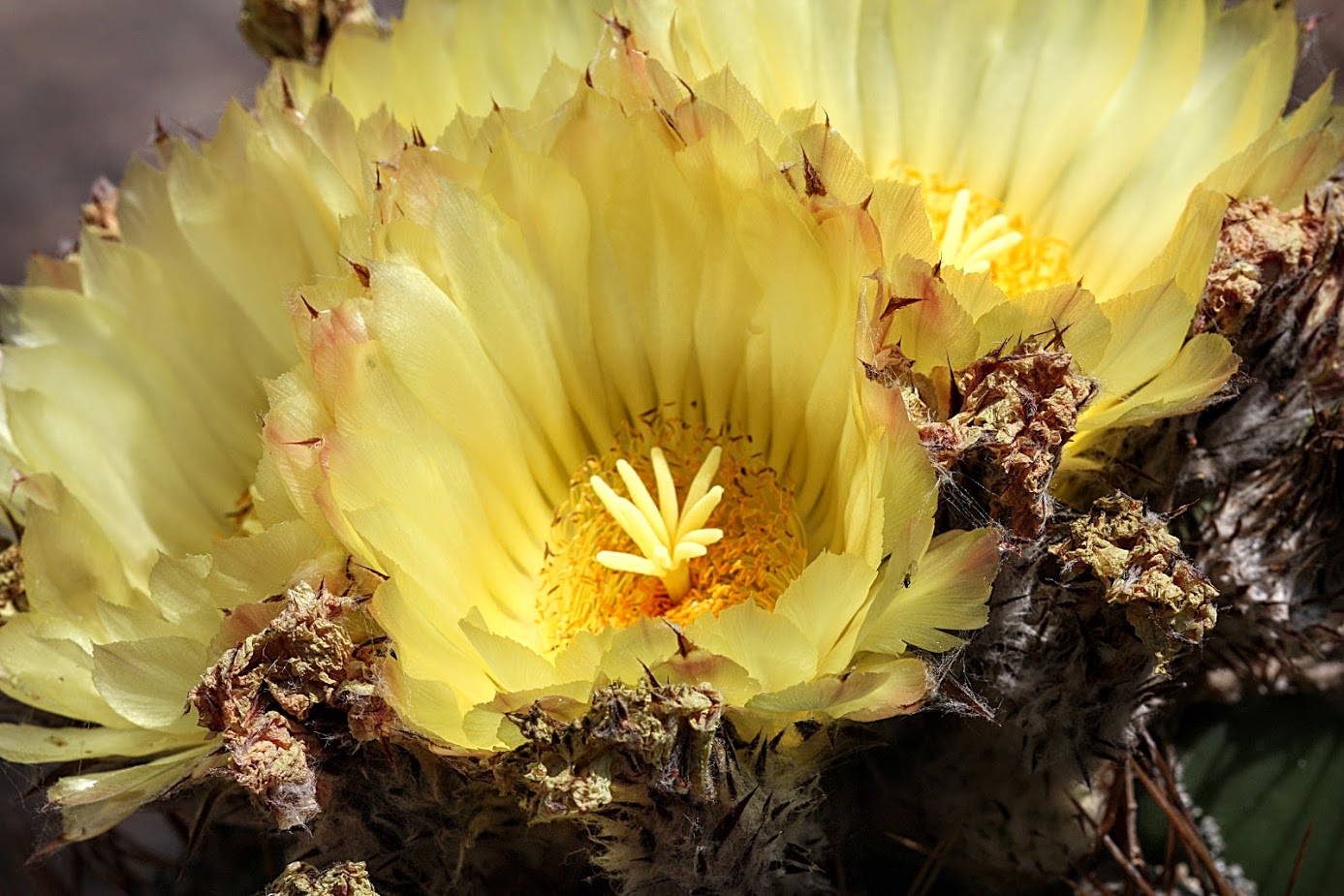 Изображение особи Astrophytum ornatum.