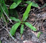 Nepenthes mirabilis