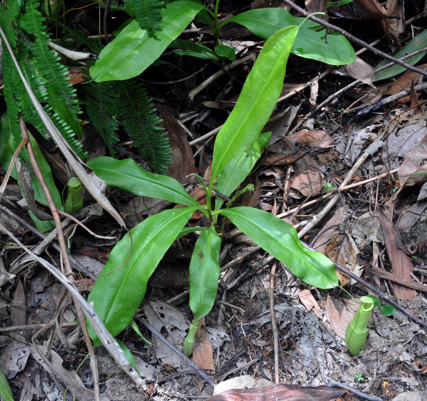 Изображение особи Nepenthes mirabilis.