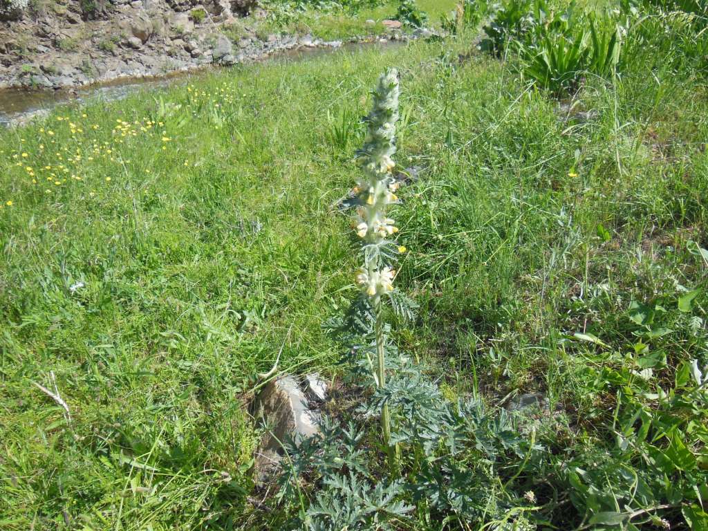 Image of Phlomoides laciniata specimen.