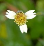 Tridax procumbens