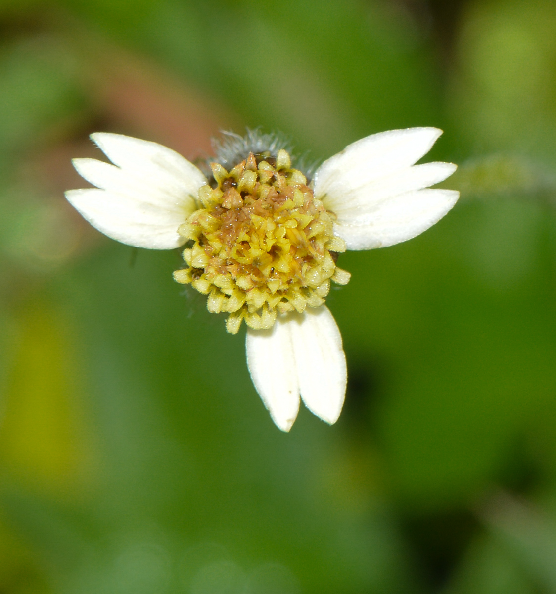 Image of Tridax procumbens specimen.