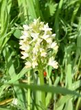 Dactylorhiza romana подвид georgica