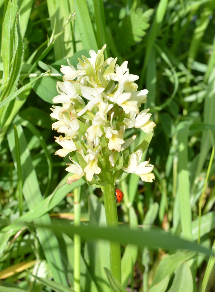 Image of Dactylorhiza romana ssp. georgica specimen.