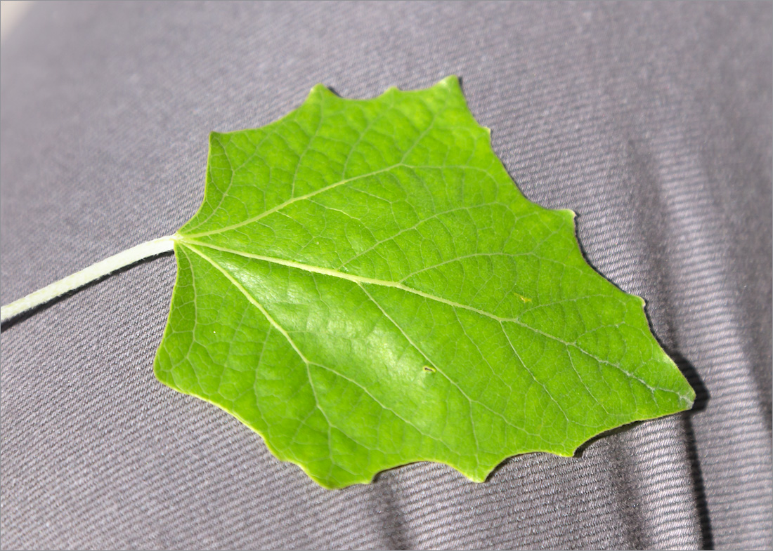 Image of Populus alba specimen.