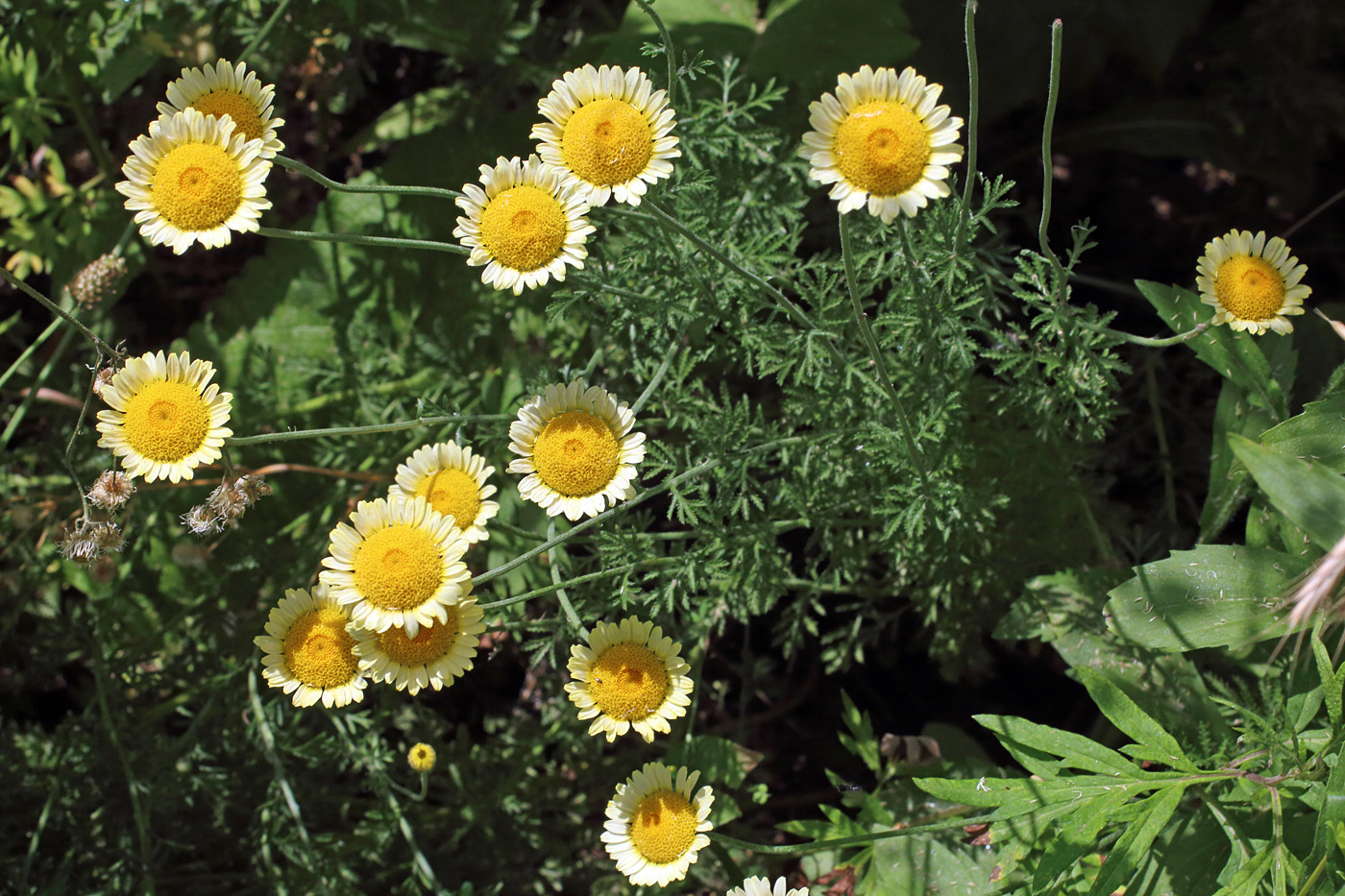 Изображение особи Anthemis tinctoria.