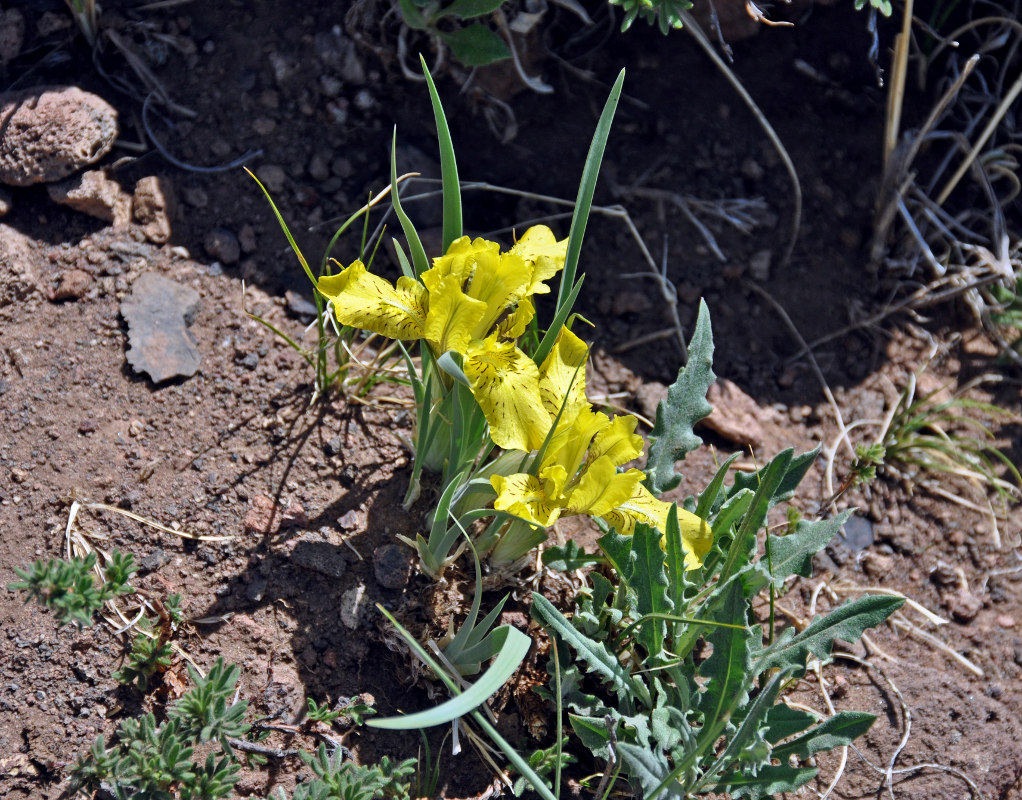 Изображение особи Iris potaninii.