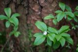 Trientalis europaea. Вегетирующие и цветущее растения в основании сосны. Кировская обл., г. Кирово-Чепецк, лесопарк. 25.06.2017.