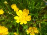 Ranunculus repens. Аномальный цветок. Тверская обл., Весьегонский р-н, с. Чистая Дуброва, луг. 27 июня 2017 г.