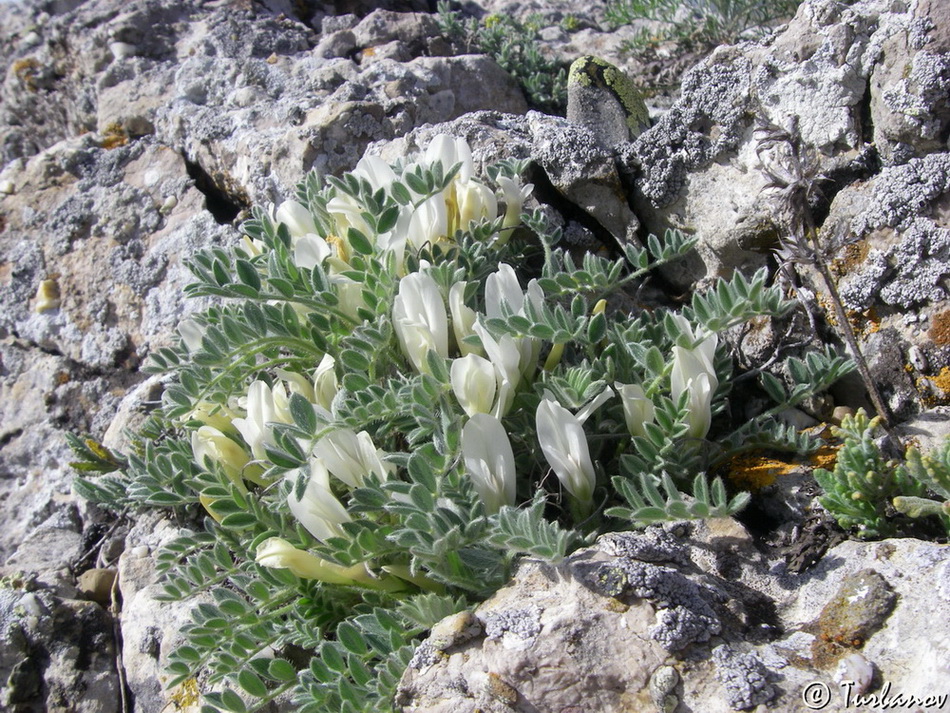 Изображение особи Astragalus rupifragus.