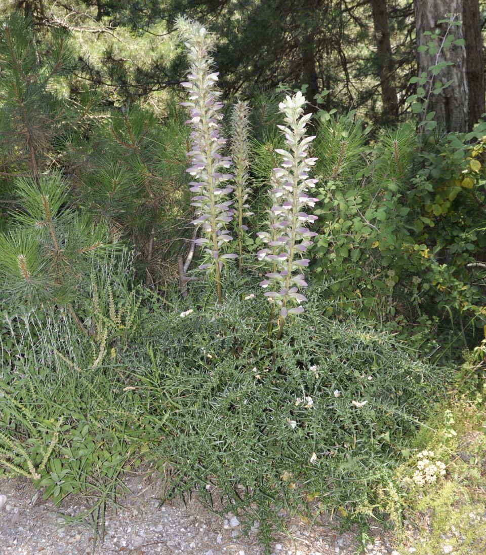 Image of Acanthus spinosus specimen.