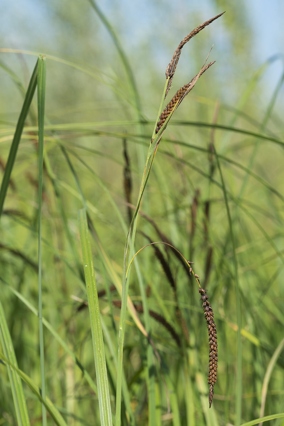 Изображение особи Carex acuta.