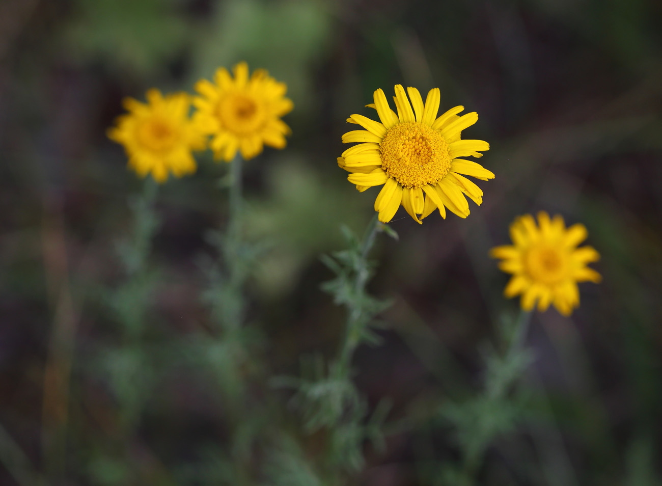 Image of Anthemis tinctoria specimen.
