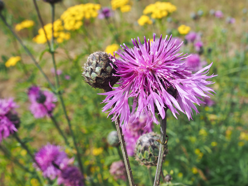 Изображение особи Centaurea scabiosa.