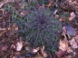 Cirsium palustre