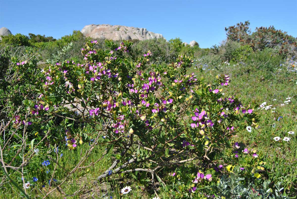 Image of Polygala myrtifolia specimen.