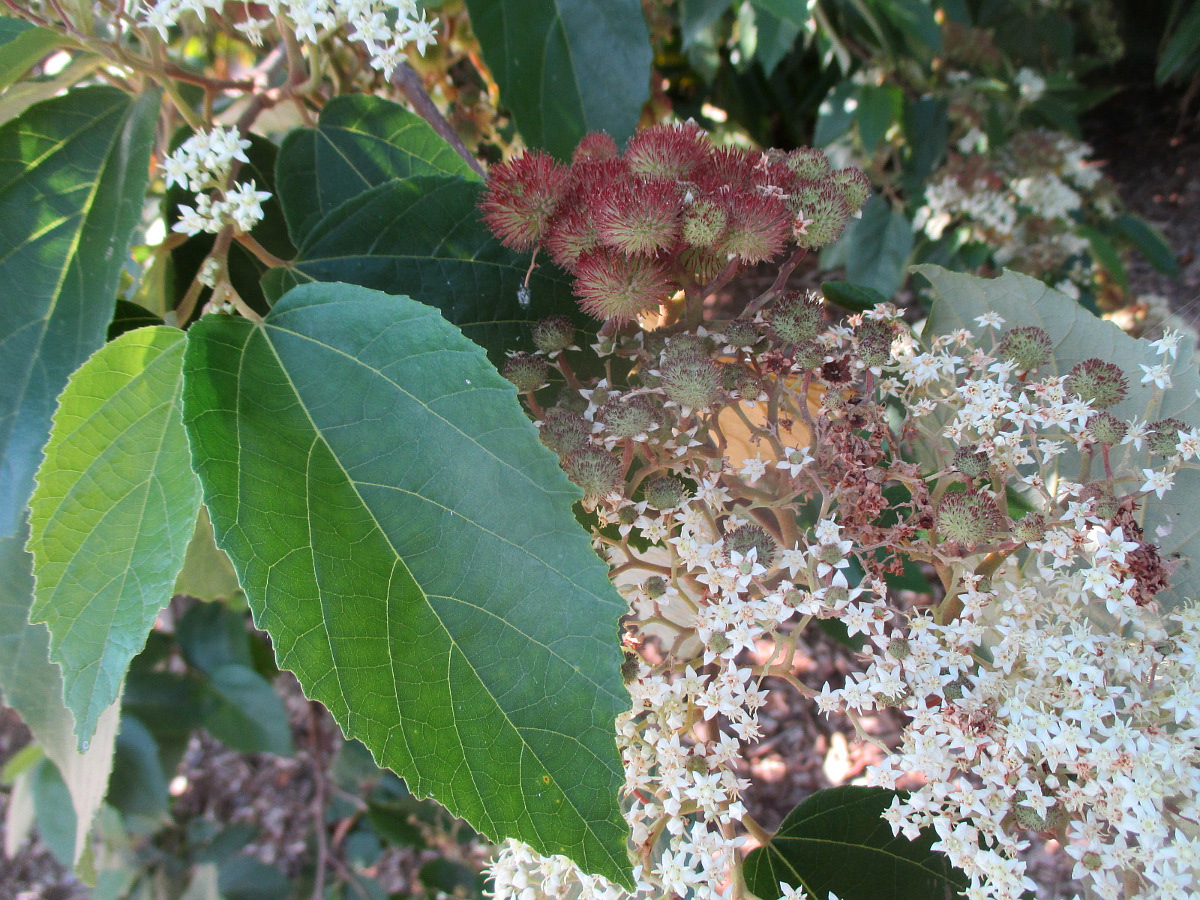 Image of Commersonia bartramia specimen.