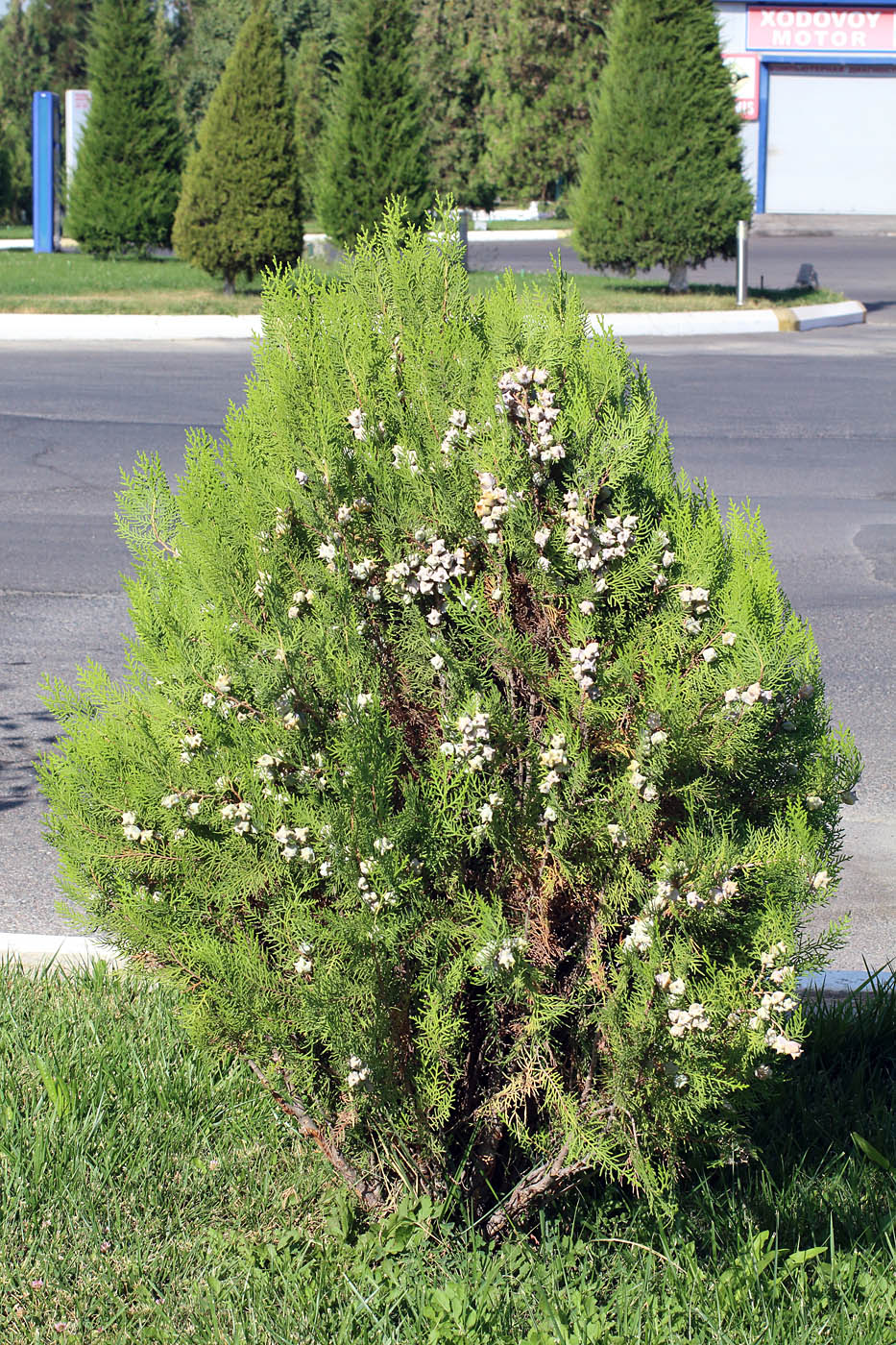 Изображение особи Platycladus orientalis.