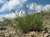 Astragalus nematodes