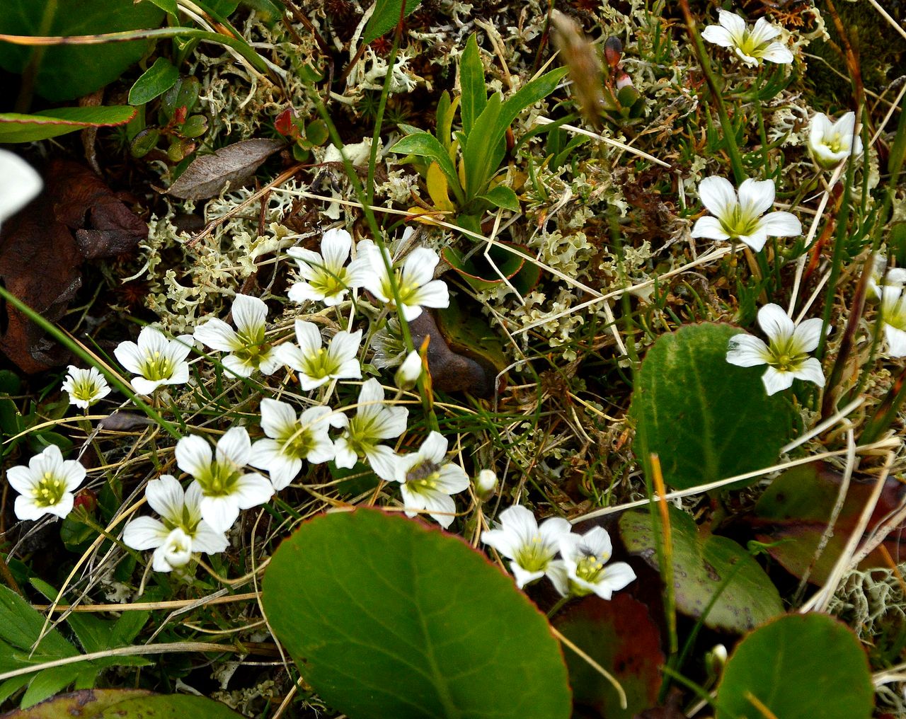 Image of Minuartia arctica specimen.